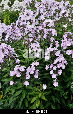 Giardino (phlox phlox paniculata 'violetta gloriosa") Foto Stock