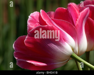 Magazzino closeup foto di colore rosa e bianco tulipani in formato paesaggio. Foto Stock