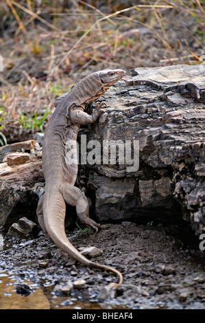 Il Bengala monitor (Varanus bengalensis) o comuni indiana Monitor lizard in Ranthambore Foto Stock