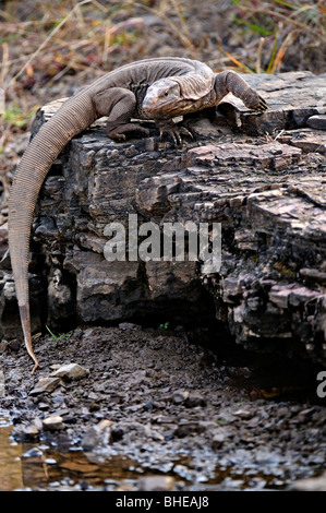 Il Bengala monitor (Varanus bengalensis) o comuni indiana Monitor lizard in Ranthambore Foto Stock