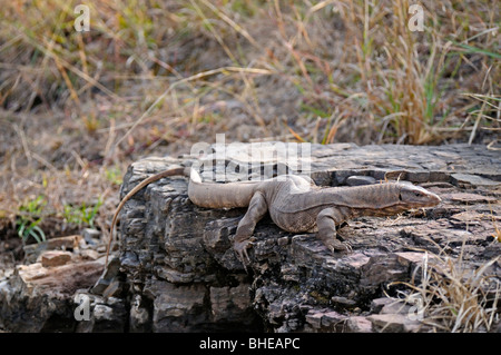 Il Bengala monitor (Varanus bengalensis) o comuni indiana Monitor lizard in Ranthambore Foto Stock