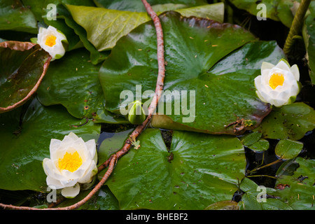 Water Lilies, ninfei, in stagno Foto Stock