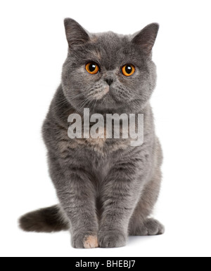 British Shorthair cat, quindici mesi di età, di fronte a uno sfondo bianco Foto Stock