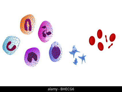 Illustrazione di cellule del sangue - i leucociti, eritrociti, trombociti Foto Stock