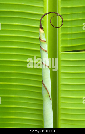 Banana (Musa sp.) dispiegarsi leaf Santa Cruz Galapagos Ecuador America del Sud Foto Stock