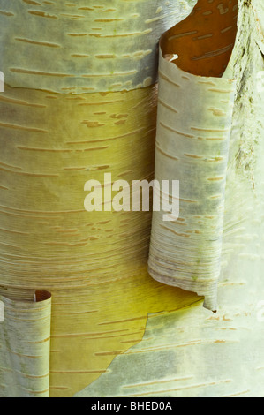 L'Himalayan Birch (Betula utilis) close-up di corteccia Perthshire - Grande Albero Paese Scozia UK Europa Settembre Foto Stock