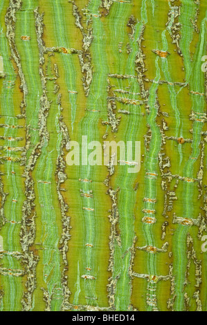 Père David Maple (Acer davidii) close up di corteccia di albero maturo Perthshire Grande Albero Paese Scozia UK Europa Settembre Foto Stock