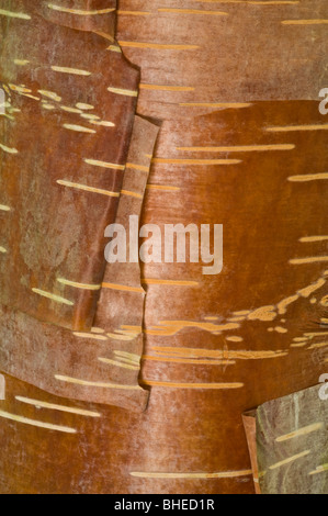 L'Himalayan Birch (Betula utilis) close-up di corteccia Perthshire - Grande Albero Paese Scozia UK Europa Settembre Foto Stock