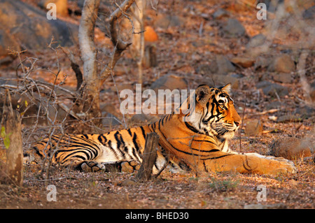 Tiger seduta sulle erbe secche secco del bosco di latifoglie di Ranthambore riserva della tigre Foto Stock