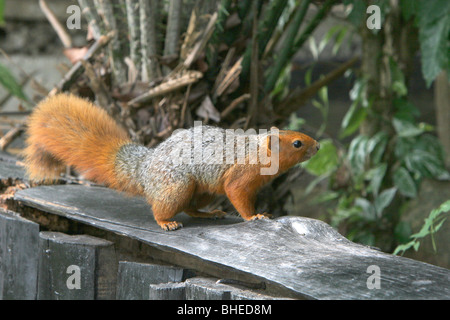 Rosso costa panciuto scoiattolo (Paraxrus palliatus), a Shimba Hills lodge, Kenya. Foto Stock