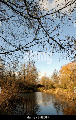 Camley Street Natura Park, lago in inverno, Kings Cross Londra Inghilterra REGNO UNITO Foto Stock