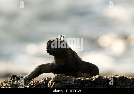 Galapagos iguane marine Foto Stock