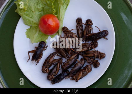 "Bush Tucker pasto' , la piastra di commestibili insetti fritti, mangiare, bug, nutrizione, gustoso, organico, come venduto a stallo stradale in Chiang Mai nel nord della Thailandia., Foto Stock