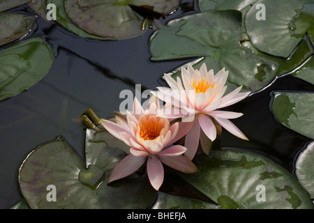 Nymphaea Nouchal Burm. Giglio di acqua in un Orto Botanico della Regina Sirikit stagno, che mostra la riflessione, ninfei specie. Asian Flora e Fauna in Tha Foto Stock