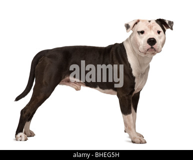 American Staffordshire Terrier, 4 anni, in piedi di fronte a uno sfondo bianco Foto Stock