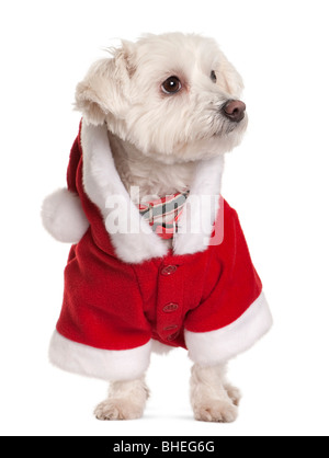 Cane maltese in Santa outfit, 3 anni, in piedi di fronte a uno sfondo bianco Foto Stock