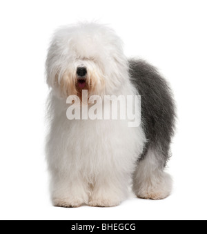 Old English Sheepdog, 3 anni, in piedi di fronte a uno sfondo bianco Foto Stock