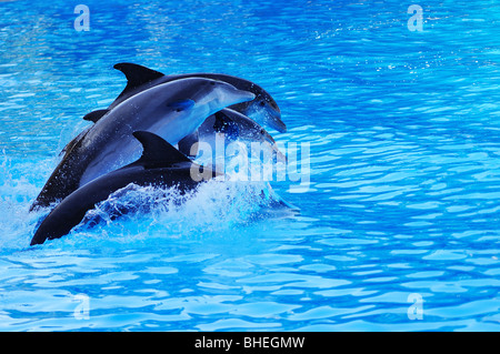 Spettacolo di Delfini nel Loro Parque, Tenerife, Isole Canarie, Spagna Foto Stock