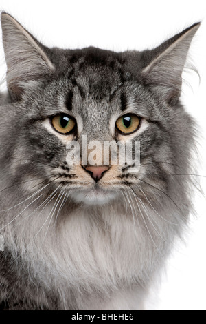 Close-up di un gatto Siberiano, 8 mesi di età, di fronte a uno sfondo bianco Foto Stock