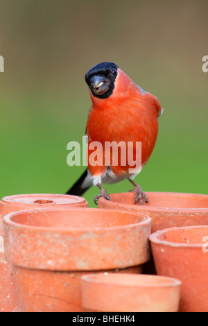 Bullfinch; Pyrrhula pyrrhula; maschio; su impianto pot Foto Stock