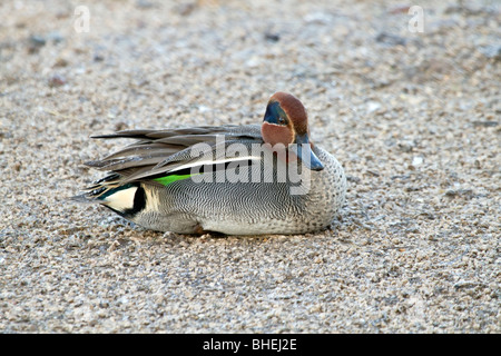 Teal; Anas crecca; drake Foto Stock