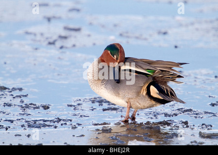 Teal; Anas crecca; drake preening su ghiaccio Foto Stock