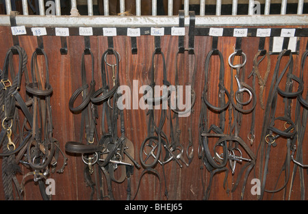 Cavallo briglie appeso in maneggio ippico REGNO UNITO Foto Stock