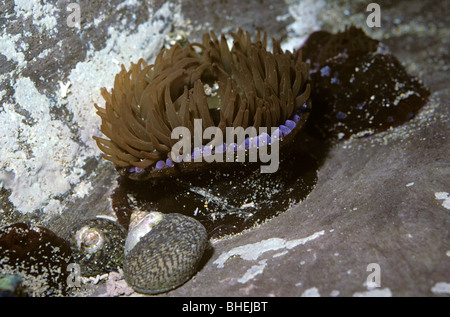 Anemone Beadlet (Actinia equina) che mostra il blu cluster di celle urticante in un rockpool REGNO UNITO Foto Stock