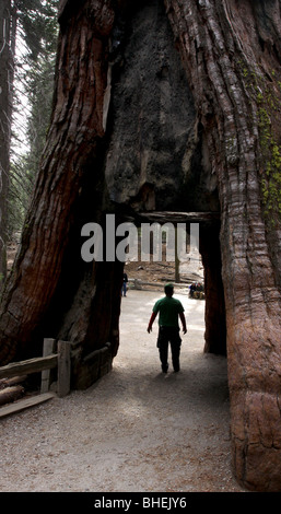 Albero di Sequoia foro escursionista Mariposa Grove Parco Nazionale di Yosemite Foto Stock