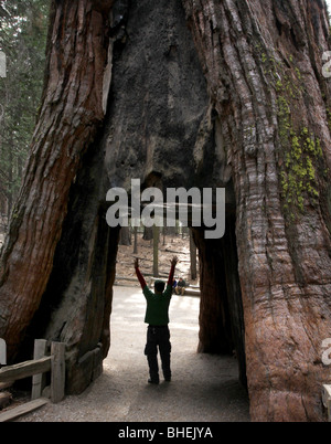 Albero di Sequoia foro escursionista Mariposa Grove Parco Nazionale di Yosemite Foto Stock