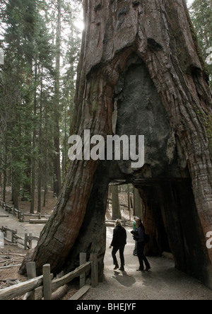 Albero di Sequoia foro escursionista Mariposa Grove Parco Nazionale di Yosemite Foto Stock