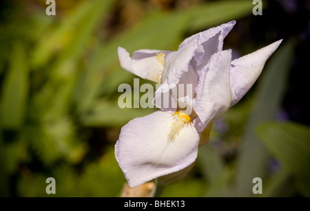Iris sibirica che cresce in un giardino del Regno Unito Foto Stock