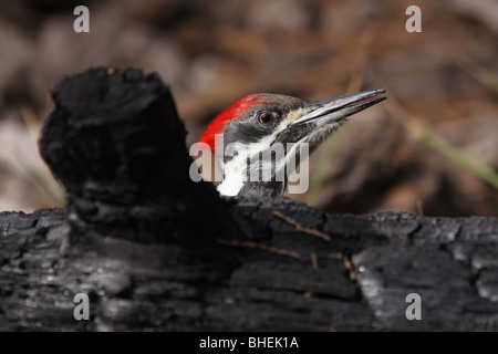 Picchio pileated registro bruciato il parco nazionale di Yosemite Foto Stock