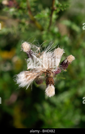 Cirsium palustre - Marsh thistle Foto Stock