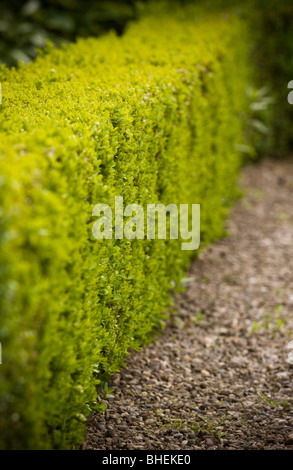 Siepe sano Box che cresce lungo un percorso di ghiaia in un giardino del Regno Unito. Foto Stock