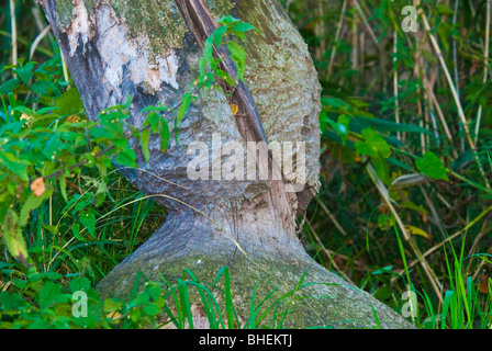 I contrassegni dei denti da un castoro masticare su un albero, foresta lungo il fiume Peene, Meclemburgo-Pomerania, Germania Foto Stock