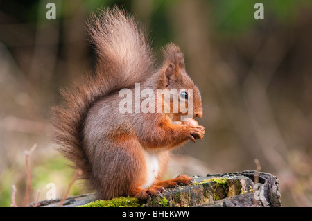 Scoiattolo rosso di mangiare una nocciola Foto Stock