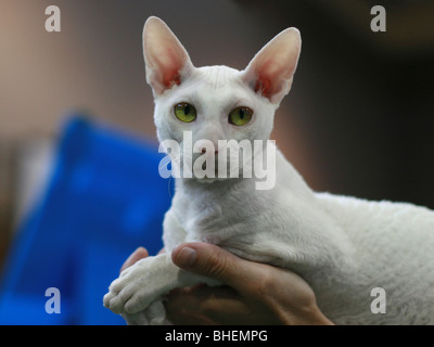 Pedigree glabre Cat - bianco Cornish Rex. Il Cornish Rex non ha capelli tranne per il basso. Foto Stock