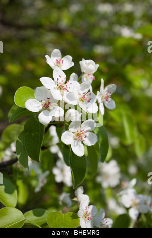 La pera a fiori di colore bianco in maggio. Foto Stock