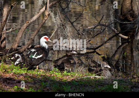 Anatra muta la famiglia (Cairina moschata), lattuga Lake Park, Tampa, Florida Foto Stock