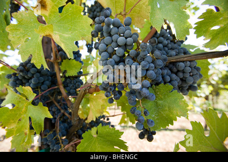 Grappolo di uva da vino appesi da vino con foglie di colore verde chiaro Foto Stock