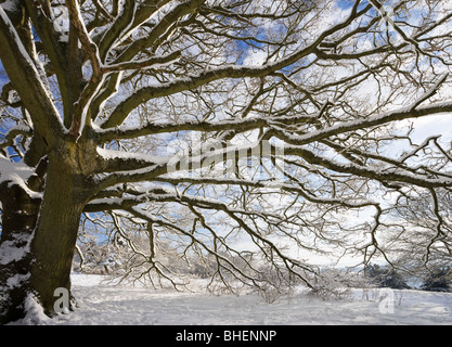 Neve su albero di quercia, Newlands Corner, Surrey, Regno Unito Foto Stock