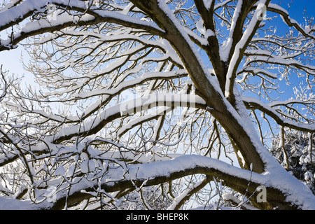 Neve su albero, Surrey, Regno Unito Foto Stock