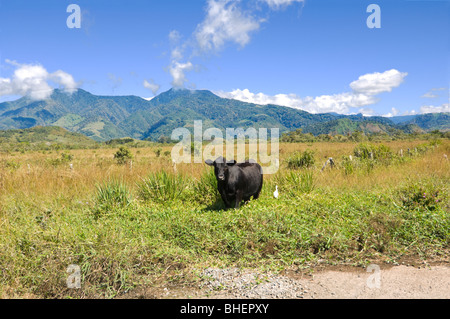 Panama Volcan Chiriqui Provincia Foto Stock