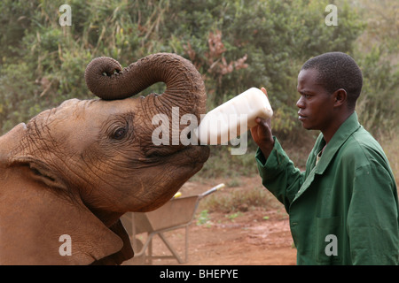 Un giovane elefante essendo alimentato da uno dei custodi a Daphne Sheldrick l'Orfanotrofio degli Elefanti, vicino a Nairobi in Kenya. Foto Stock