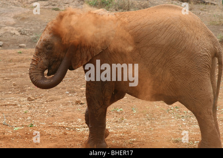 Un giovane elefante polvere-la balneazione presso il Daphne Sheldrick l'Orfanotrofio degli Elefanti vicino a Nairobi, in Kenya. Foto Stock