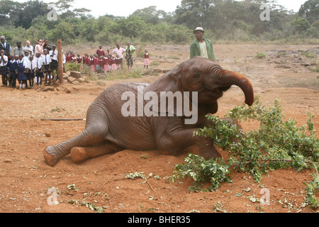 Giovani elefanti a Daphne Sheldrick l'Orfanotrofio degli Elefanti, vicino a Nairobi in Kenya. Foto Stock