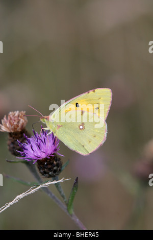 Offuscato Giallo farfalla (Colias croceus), vede nel Devon Regno Unito il fiordaliso minore (Centaurea nigra). Foto Stock