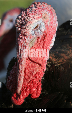 Norfolk Black Turchia (Meleagris gallopavo), un addomesticati animali di fattoria, UK. Foto Stock