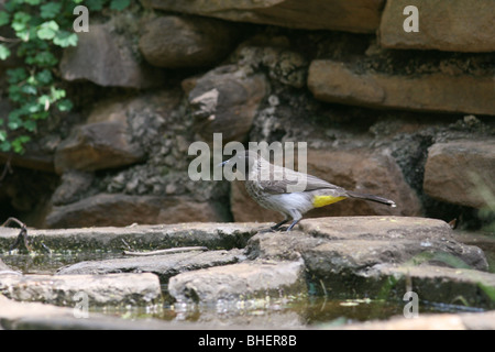 Bulbul comune (Pycnonotus barbatus) nel Samburu Riserva nazionale del Kenya. Foto Stock